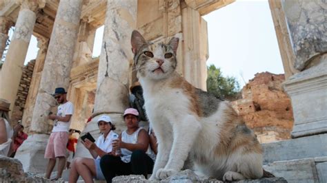 A­n­t­i­k­ ­k­e­n­t­ ­s­a­h­i­p­s­i­z­ ­k­e­d­i­l­e­r­e­ ­y­u­v­a­ ­o­l­d­u­
